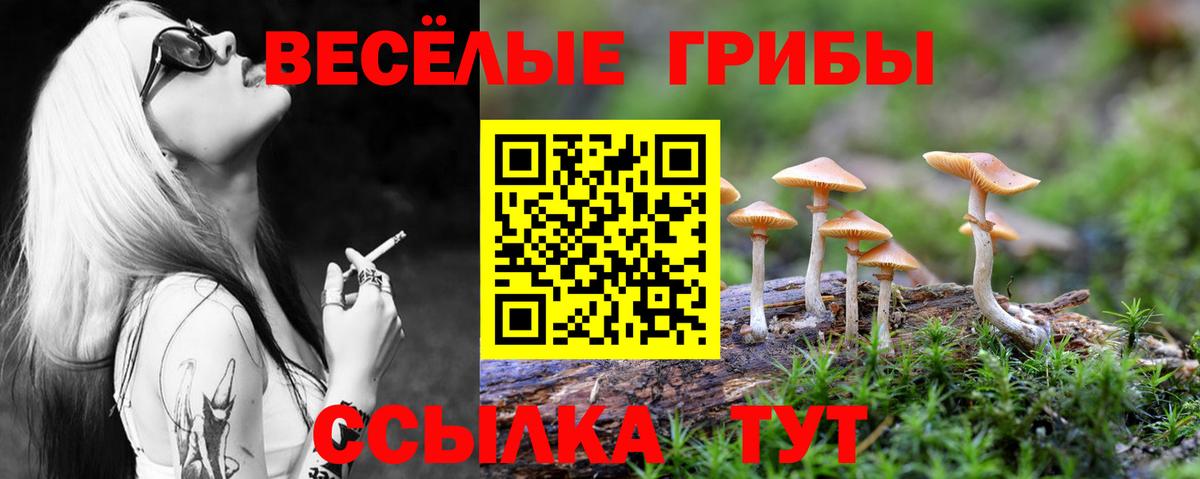 Псилоцибиновые грибы Psilocybine cubensis Курчатов